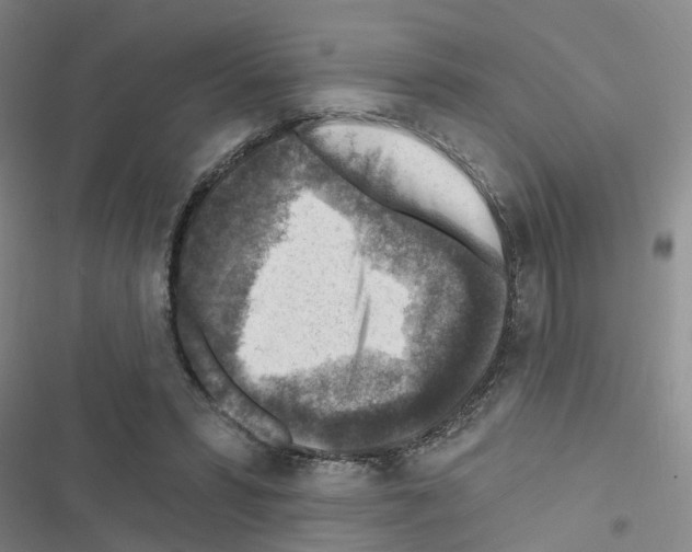 X0000116550399201001211206