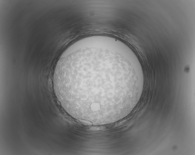 X0000116550415201001211206