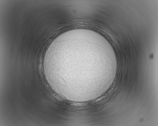 X0000116550417201001211206