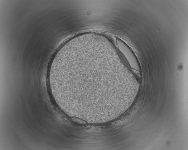 X0000116550434201001211205