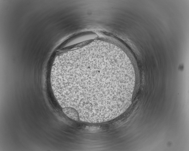 X0000116550440201001211205