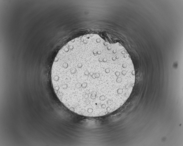 X0000116550464201001211205