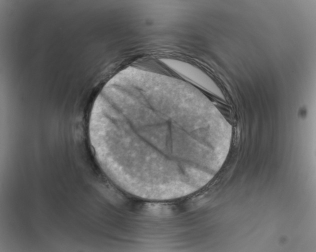 X0000116550520201001211204