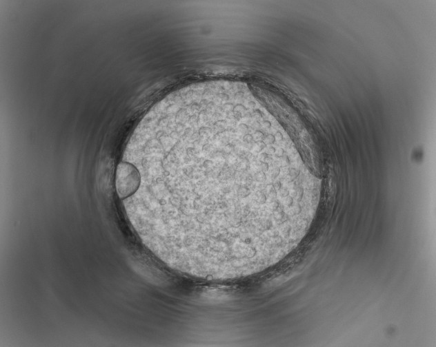 X0000116550550201001211204