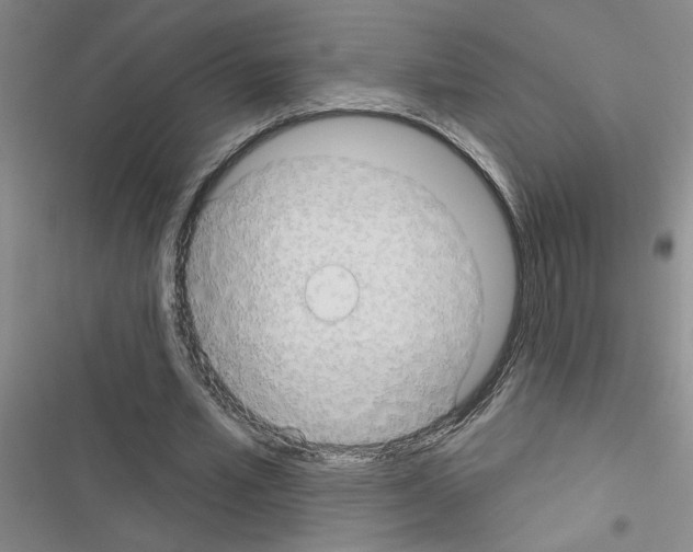 X0000116550581201001211203