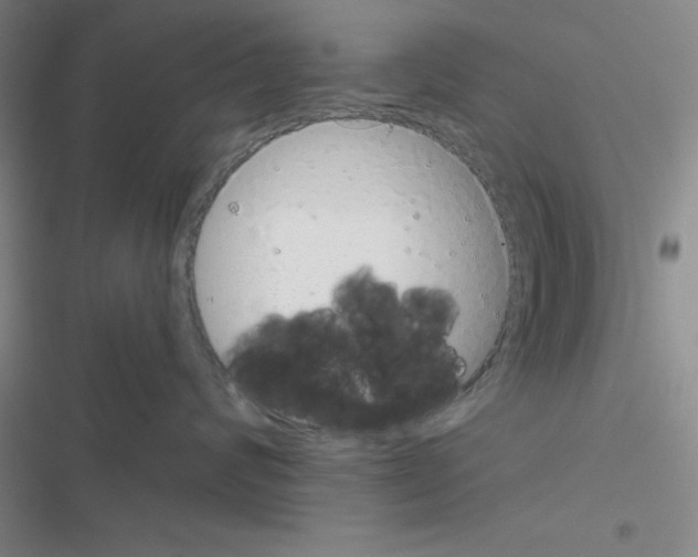 X0000116550624201001211203