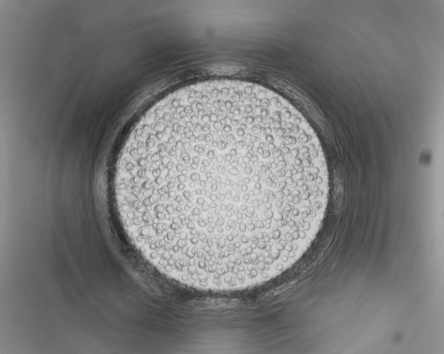 X0000116550626201001211202