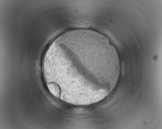 X0000116550634201001211202