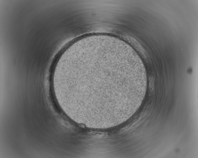 X0000116550676201001211202