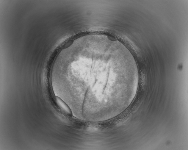 X0000116550684201001211202