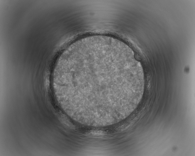 X0000116550685201001211202