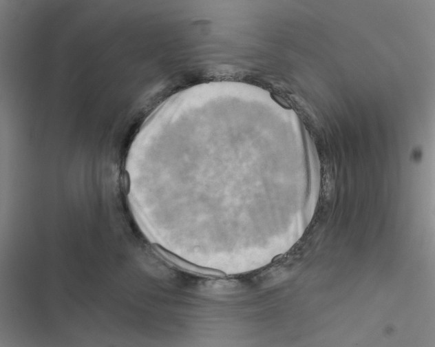 X0000116550716201001211202