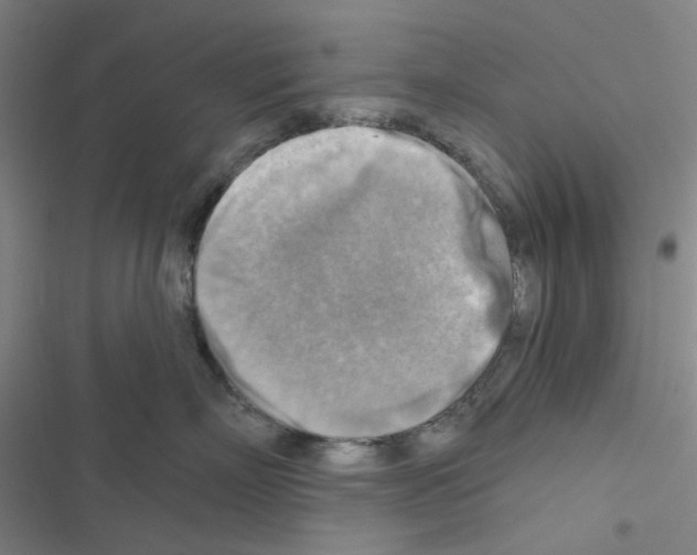 X0000116550718201001211202