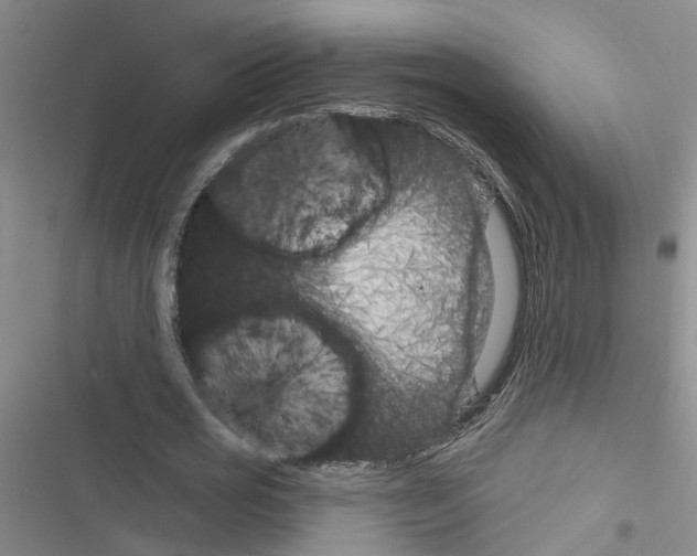 X0000116550725201001211201