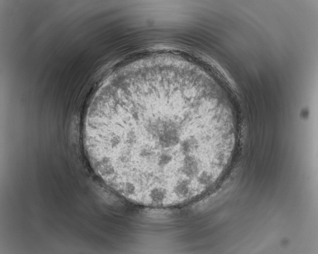 X0000116550825201001211200