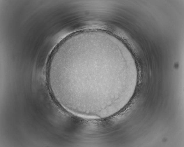 X0000116550828201001211200