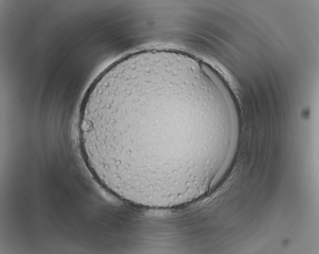 X0000116550894201001211159