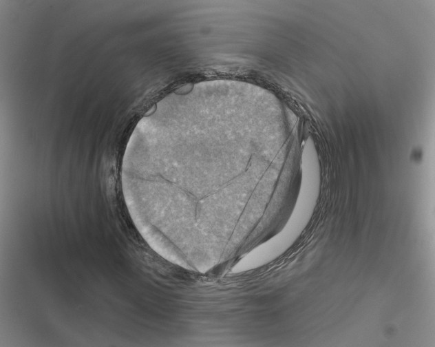 X0000116550915201001211158