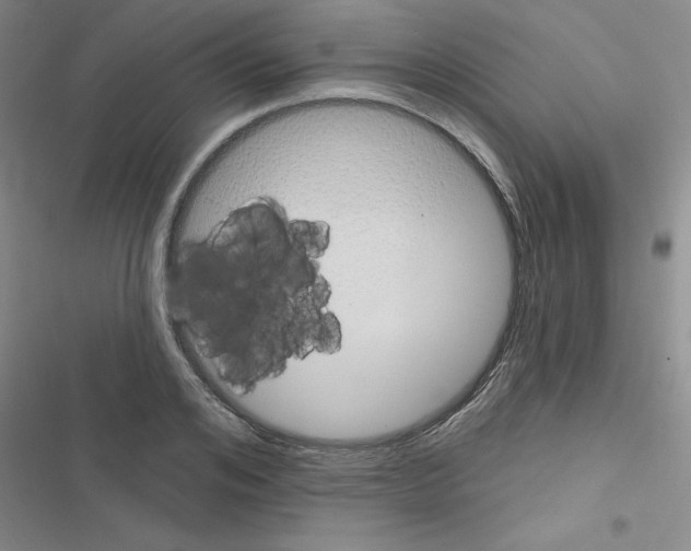 X0000116550984201001211158