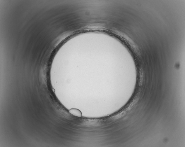 X0000116551162201001211156