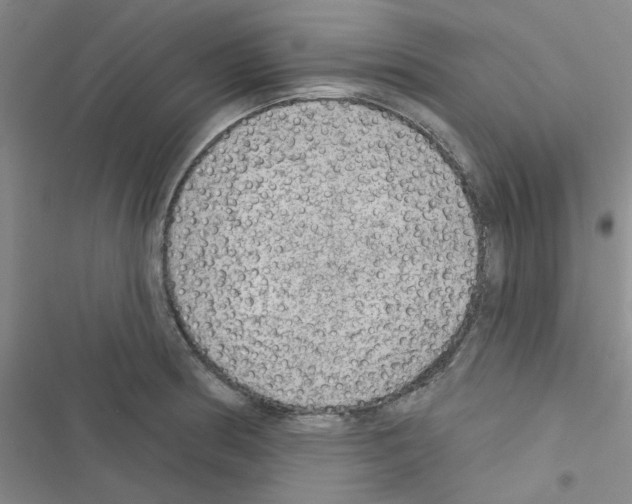 X0000116551186201001211155