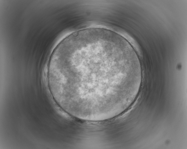 X0000116551198201001211155