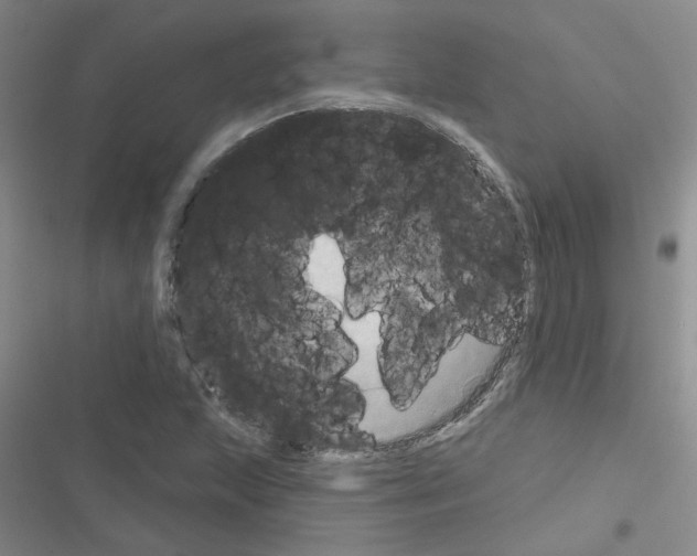 X0000116551215201001211155