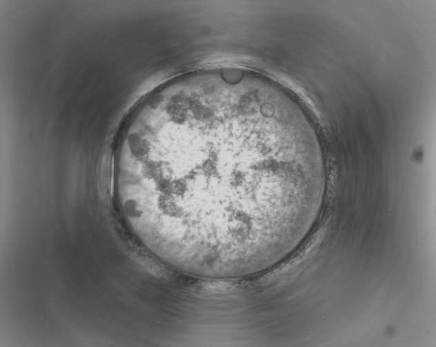 X0000116551219201001211155