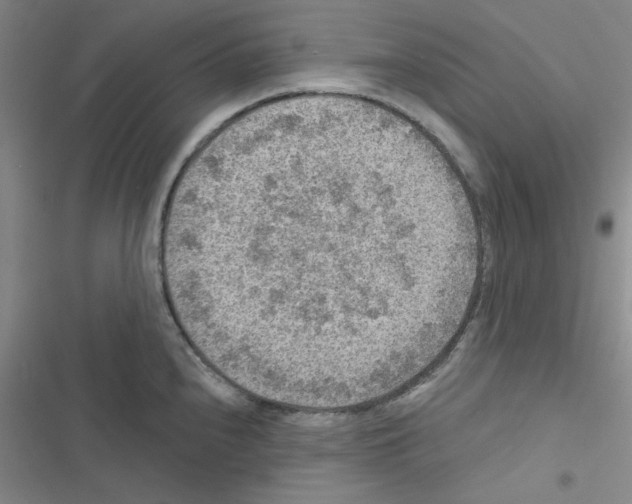 X0000116551240201001211155