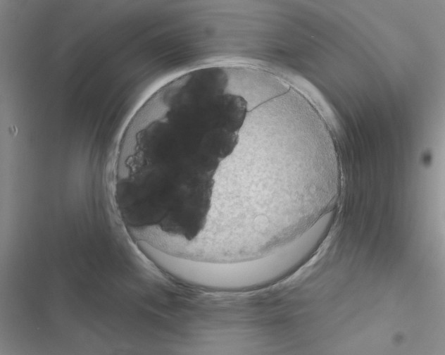 X0000116551244201001211155