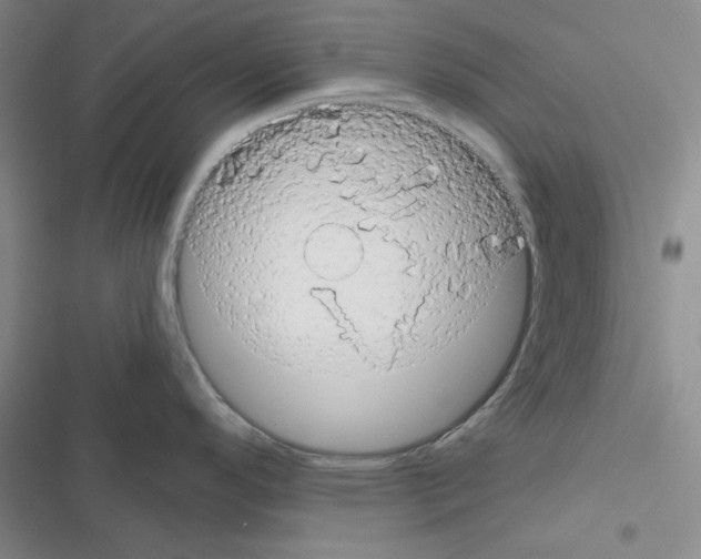 X0000116551296201001211154