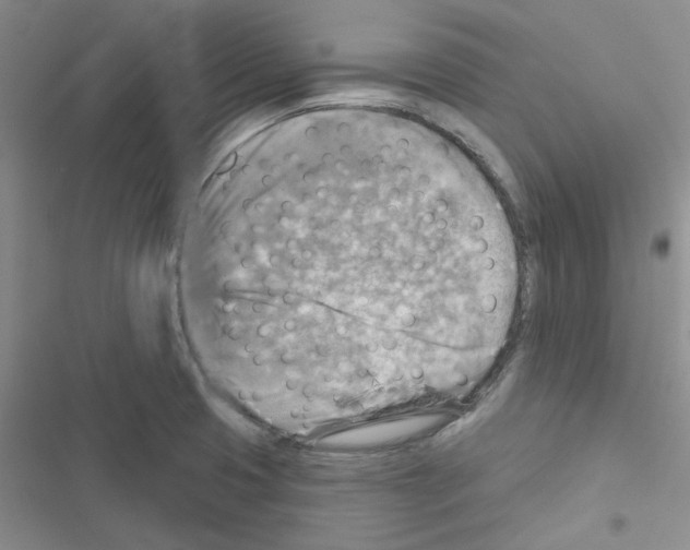 X0000116551425201001211152