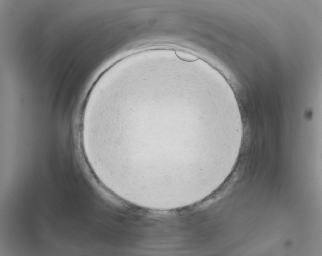 X0000116551526201001211151