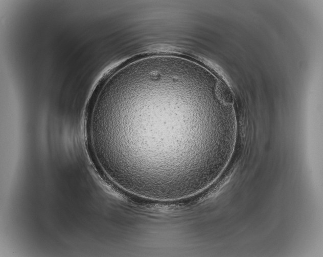 X0000116560987200912171406