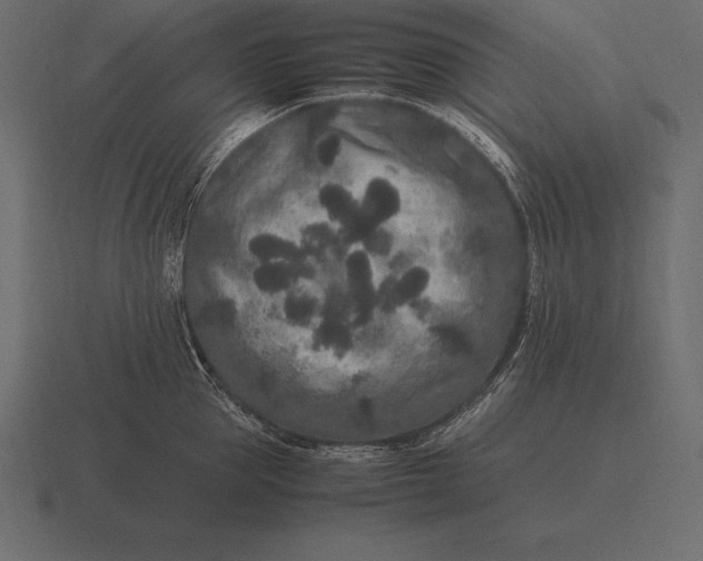 X0000116560953200912241612