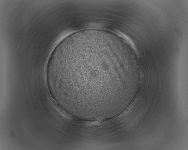 X0000116561435200912241606