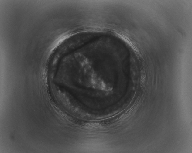 X0000116561455200912241605