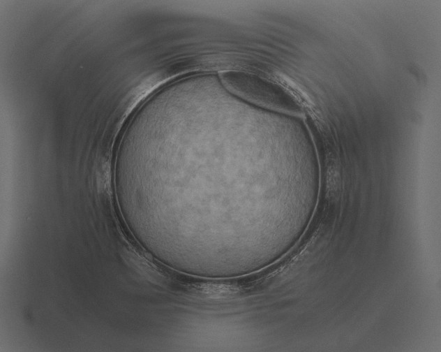 X0000116561465200912241605