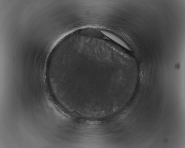 X0000116560484200912311936