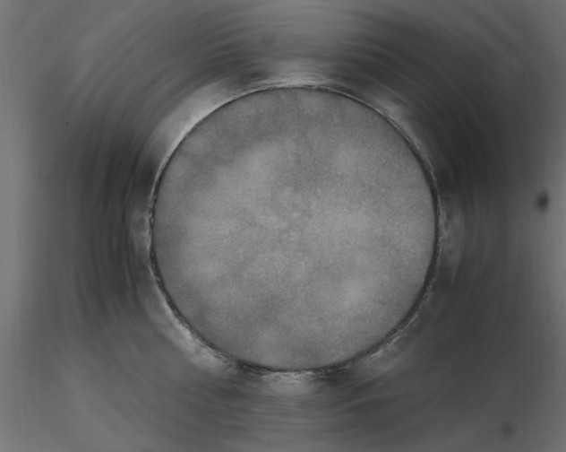 X0000116560810200912311931