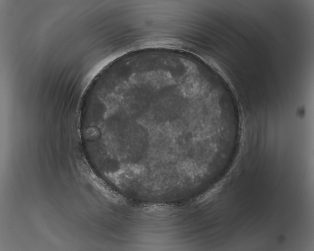 X0000116560830200912311931