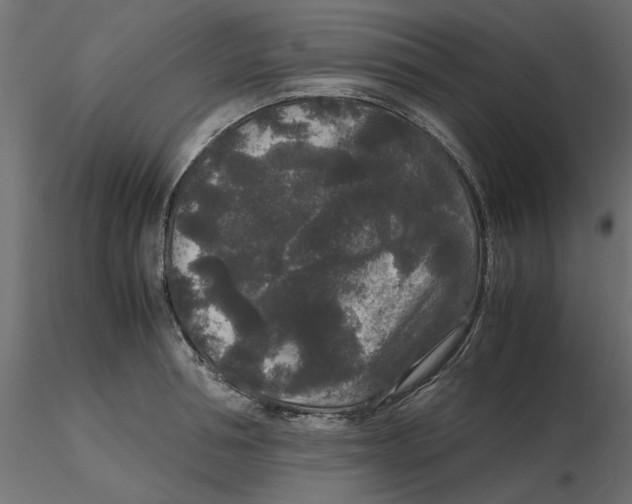 X0000116560994200912311929