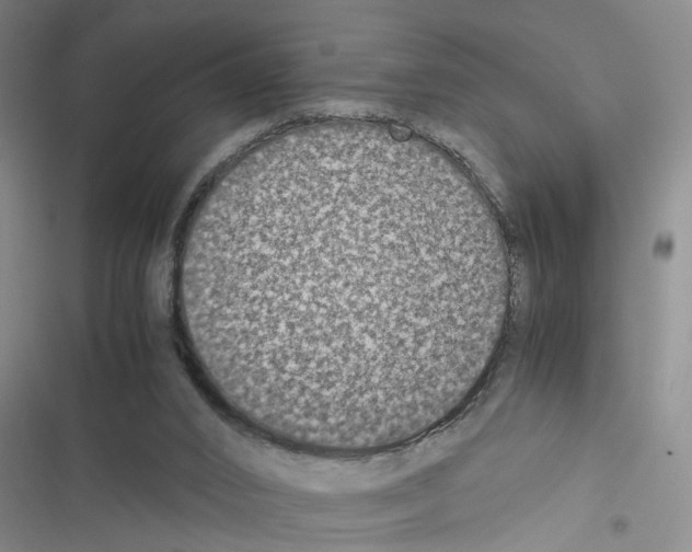 X0000116560016201001211232