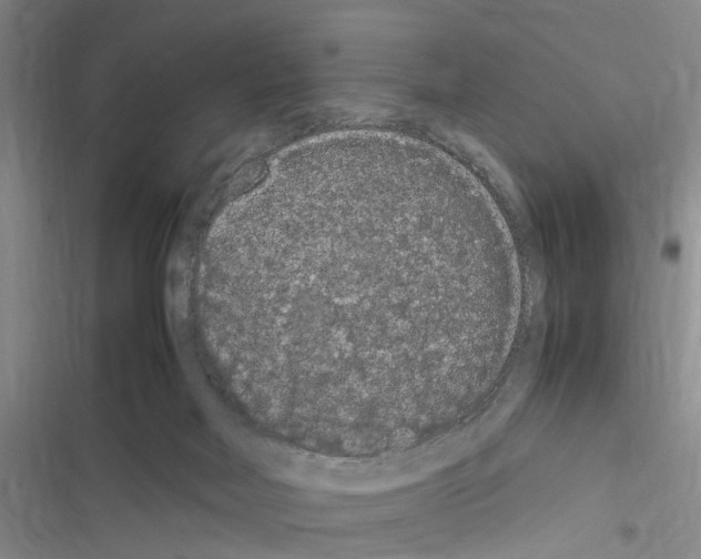 X0000116560026201001211232