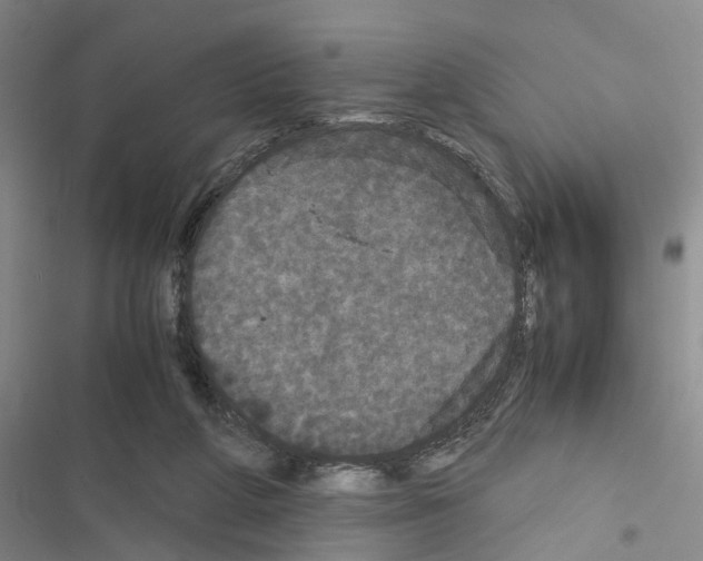 X0000116560210201001211229
