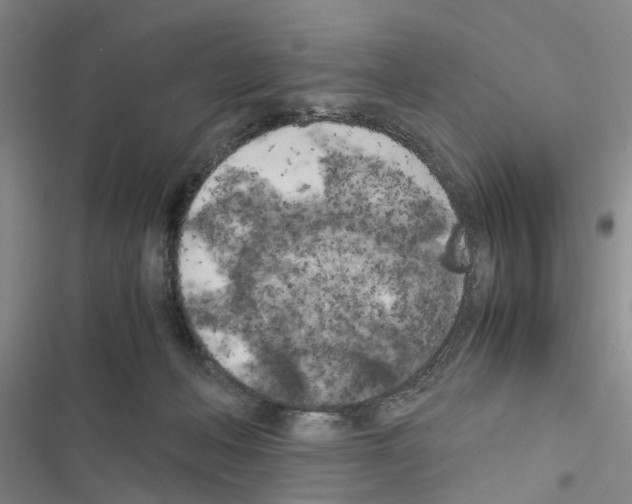 X0000116560222201001211229