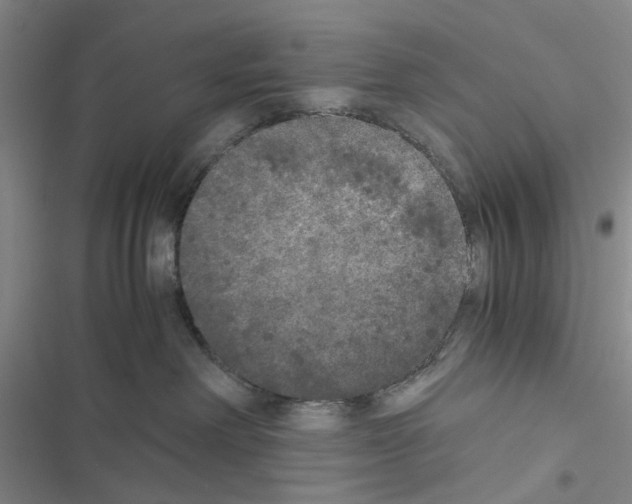 X0000116560238201001211229