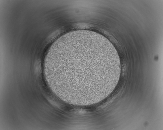 X0000116560254201001211229