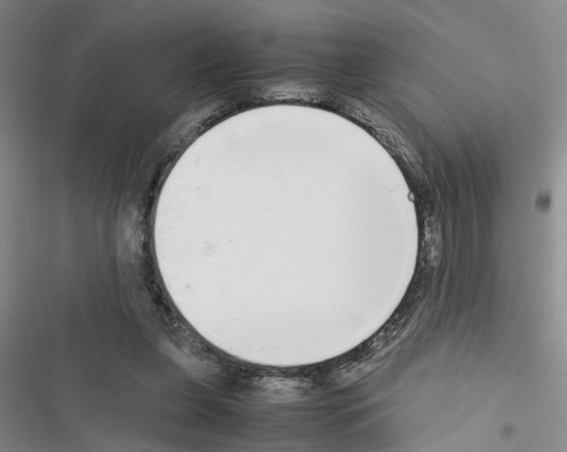 X0000116560255201001211229