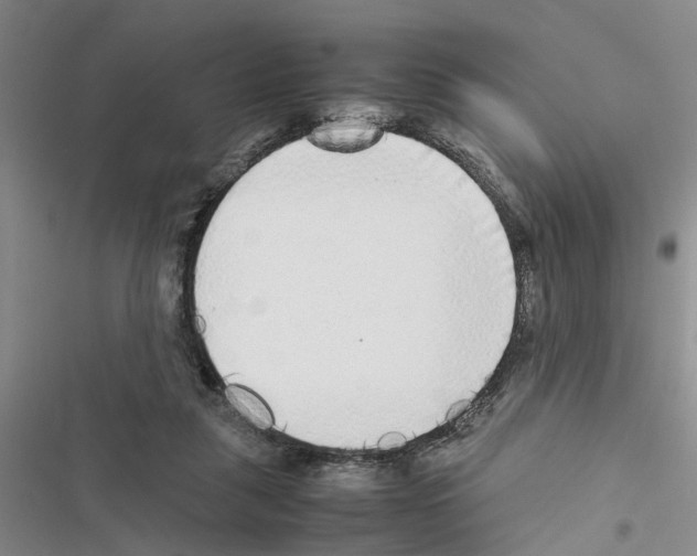 X0000116560259201001211229